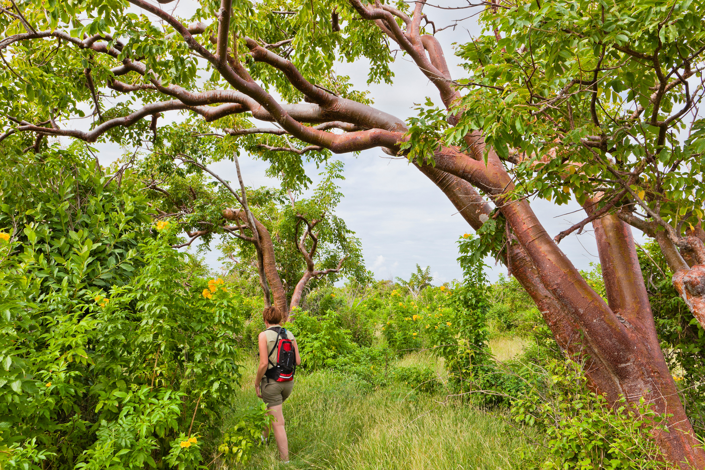 67 cayman brac.webp